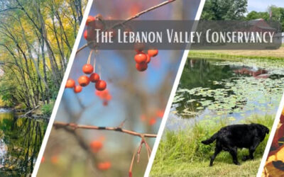 TLVC’s 25th Anniversary Community Fair